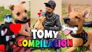 🥹 El RESCATE de TOMY 🐶 COMPILACION Completa 💖 tomy rescate perritos funny humor cute love [upl. by Gussy513]