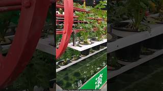 Vegetable plants without soil 😯 technology agriculture [upl. by Elita]