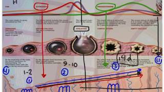 physiology quot Endometrial Cycle Cervical Cycle Vaginal Cycle quot OBGYN Made Easy [upl. by Susie]