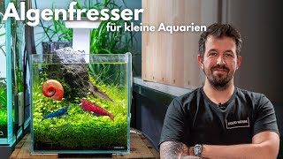 Die BESTEN Algenfresser für kleine Aquarien [upl. by Zeralda351]