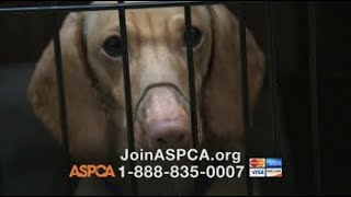 ASPCA TV Commercial ‘Somewhere in America’ [upl. by Juakn]