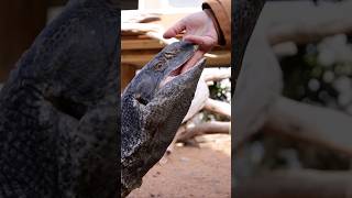 Powerful and muscular build Blackthroated monitor lizard monitor animals [upl. by Fadas]