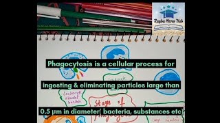 what is Phagocytosis 6 stages of phagocytosis phagocytosis microbiology immunity [upl. by Stockton]