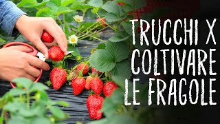 COLTIVARE LE FRAGOLE🍓🍓🍓  TUTTI I TRUCCHI  ORTO E GIARDINAGGIO [upl. by Francklin625]