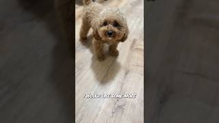 Life with an Attention Seeking Toy Poodle shorts shortsvideo [upl. by Israeli]