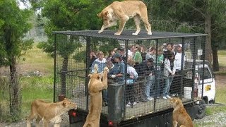 INCROYABLE DES LIONS AU PARC FORESTIER FONT DE FORT RUGISSEMENTS [upl. by Geoffry258]