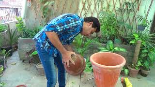 How to Care Lychee Plant  Growing Lychee Plant in A Container  Fruit Tree Urduhindi [upl. by Miko]