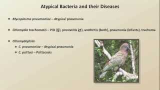 Antibiotics for Atypical Infections Antibiotics  Lecture 7 [upl. by Surazal636]