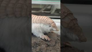 Smallest living Armadillo [upl. by Sadnalor]