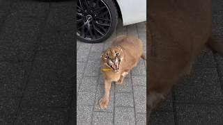 Iconic lynx hiss 🙀 Bulldogs reaction to a big cat lynx bulldog animals cat [upl. by Enelyak996]