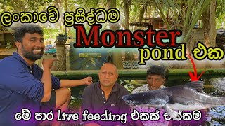 ලක්ෂ ගානක් වටින ලංකාවේ ලොකුම Monster Collection එකට අලුතෙන් ආව මාලු 😍 With Monster fish feeding 👹 [upl. by Marline22]