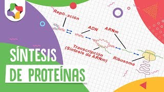 Síntesis de proteínas  Biología  Educatina [upl. by Reese]