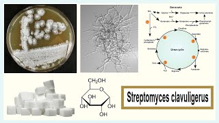 Streptomyces clavuligerus [upl. by Kliber953]