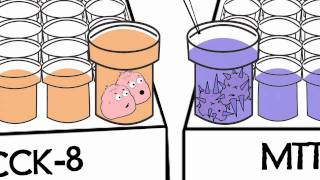 Watch Animation DOJINDO CCK8 Assay vs MTT Assay [upl. by Dola]