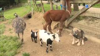 Reportaje Casas Rurales en Asturias Prieto con su mini Zoo de animales [upl. by Omer]