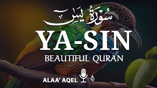 Heart shooting recitation of Surah Yaseen Yasin سورة يس  by Alaa aqel [upl. by Salem]