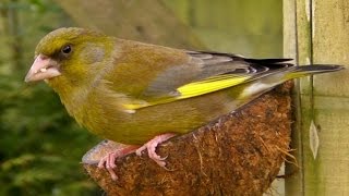 Male and Female Greenfinch on The Coconut Bird Feeder [upl. by Asyral]