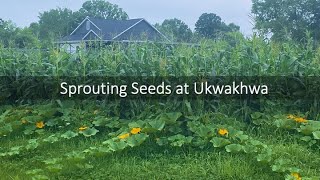 Sprouting Seeds at Ukwakhwa [upl. by Lanor521]