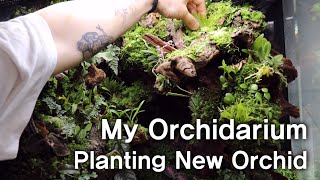 My Orchidarium Planting New Orchid  오키다리움에 새로운 난초 심기  VLOG [upl. by Uri]