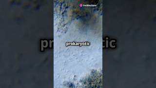 prokaryotic cell biology rpsc biologynotes education rpsc1stgrade [upl. by Aikyn]