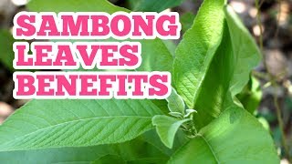 Sambong Leaves Benefits [upl. by Merfe497]