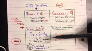 Lysosomal Storage Disease [upl. by Dunaville67]