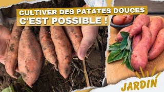 Comment cultiver des Patates Douces CHEZ VOUS [upl. by Alberto884]