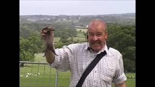 James McKay  Polecat with its young  field fieldsports ferret rabbit [upl. by Notsur680]