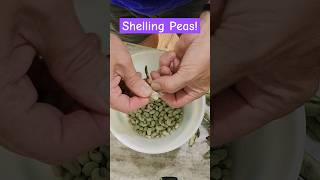 Shelling Peas garden homegrown growsomefood peas backyardgardening farming farm food [upl. by Celka]