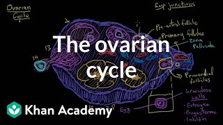 The ovarian cycle  Reproductive system physiology  NCLEXRN  Khan Academy [upl. by Stevenson]