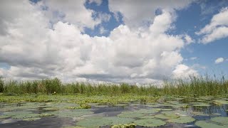 Seminole Wind by John Anderson [upl. by Nnadroj]