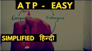 What is ATP  adenosine triphosphate amp atp cycle  Hindi [upl. by Annaiviv]