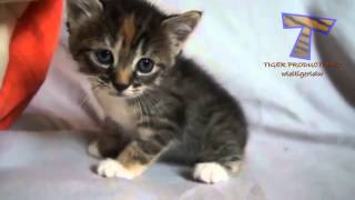 petits chatons miauler et de parler chat mignon compilation [upl. by Allissa]