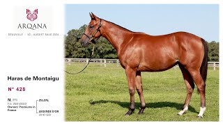 Arqana 202408 V2 sale  N° 428 F  Zelzal présentée par le Haras De Montaigu [upl. by Onidranreb]