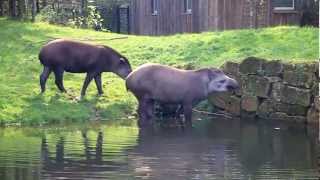 Gaiazoo  Braziliaanse tapir2 2010 [upl. by Lucie]