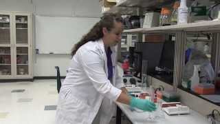 Electrophoresis Preparing a 1 Agarose Gel [upl. by Eniawtna]