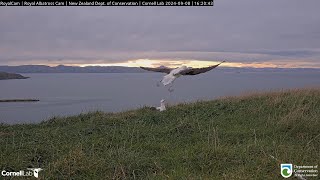 240908 Royal Albatross Cam  LGL回來 LGL is back [upl. by Aloap]