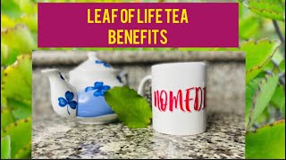 LEAF OF LIFE TEA BENEFITS  MIRACLE LEAF How to make Bryophyllum Pinnatum tea NoMediocre Tea Time [upl. by Frey150]