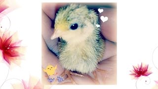 Quail eggs hatching in Home made incubator♡ [upl. by Fishman]