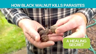 How Black Walnut Hulls Kill up to 100 different Parasites [upl. by Ennovad918]