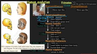 NEET imp Human Evolution my Short noteflow chart NCERT points अभी याद करें 🤓Sudhir Banjare [upl. by Enal601]