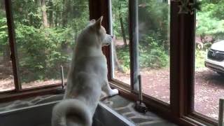 Akita Dog Guards His Territory 92616 kumasoncom [upl. by Getraer534]