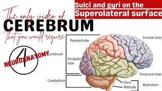 Superolateral surface of cerebrum  Sulci and gyri of brain  Superolateral surface  Neuroanatomy [upl. by Kinson8]