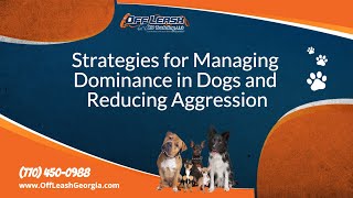 Strategies for Managing Dominance in Dogs and Reducing Aggression  Off Leash K9 Training Georgia [upl. by Adeirf]