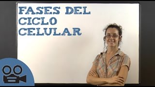 Fases del ciclo celular [upl. by Yatnohs]