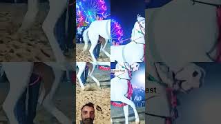 घोड़ा का डांस horse horser horselover bajrangbalt horseriding horseshow dj horsedanceclub [upl. by Ursala234]