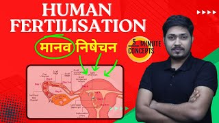 What is human fertilisation  human fertilisation kya hai  implantation kya hai  मानव में निषेचन [upl. by Fraya136]