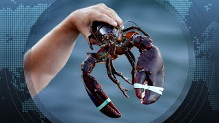 L’industrie du homard canadienne mise sur la reprise des exportations en Chine [upl. by Armitage817]