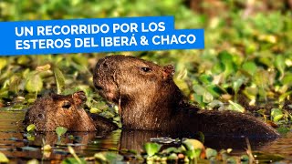 ESTEROS DEL IBERÁ amp CHACO🦔 🌴 te van a deslumbrar con su flora y fauna espectacular [upl. by Bentlee864]