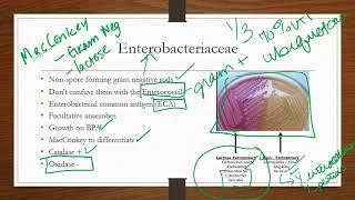 Enterobacteriaceae [upl. by Shurlock382]